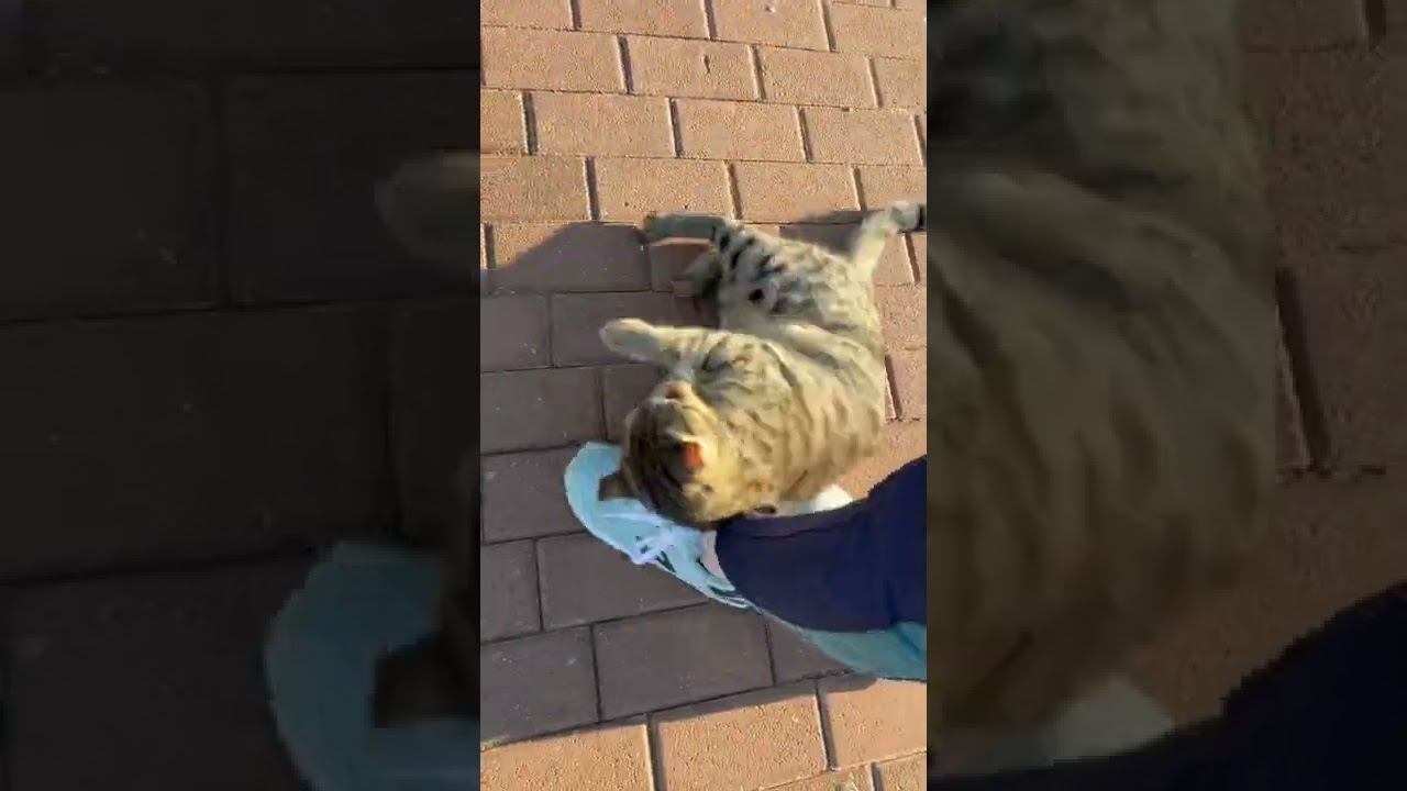 Stray cat attacked my leg #shorts