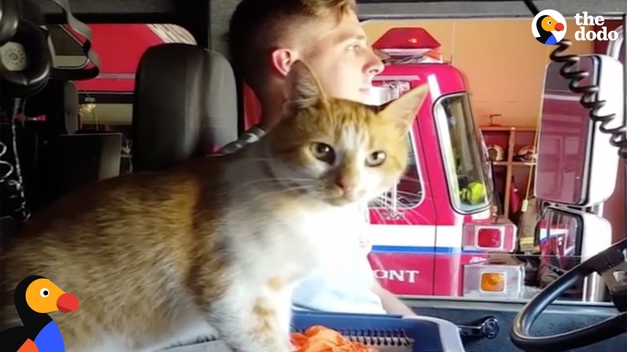 Stray Cat Shows Up At Fire Station And Moves Right In With Firefighters | The Dodo
