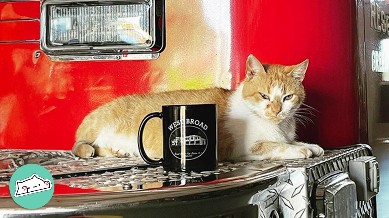 Stray Cat Works At Fire Station For 10 Years | Cuddle Buddies
