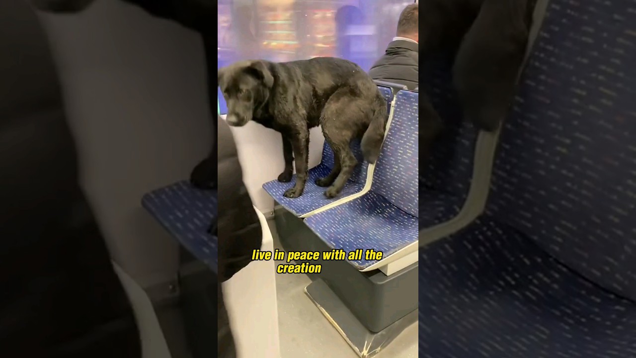 Stray Dogs of Istanbul - Boundless Love