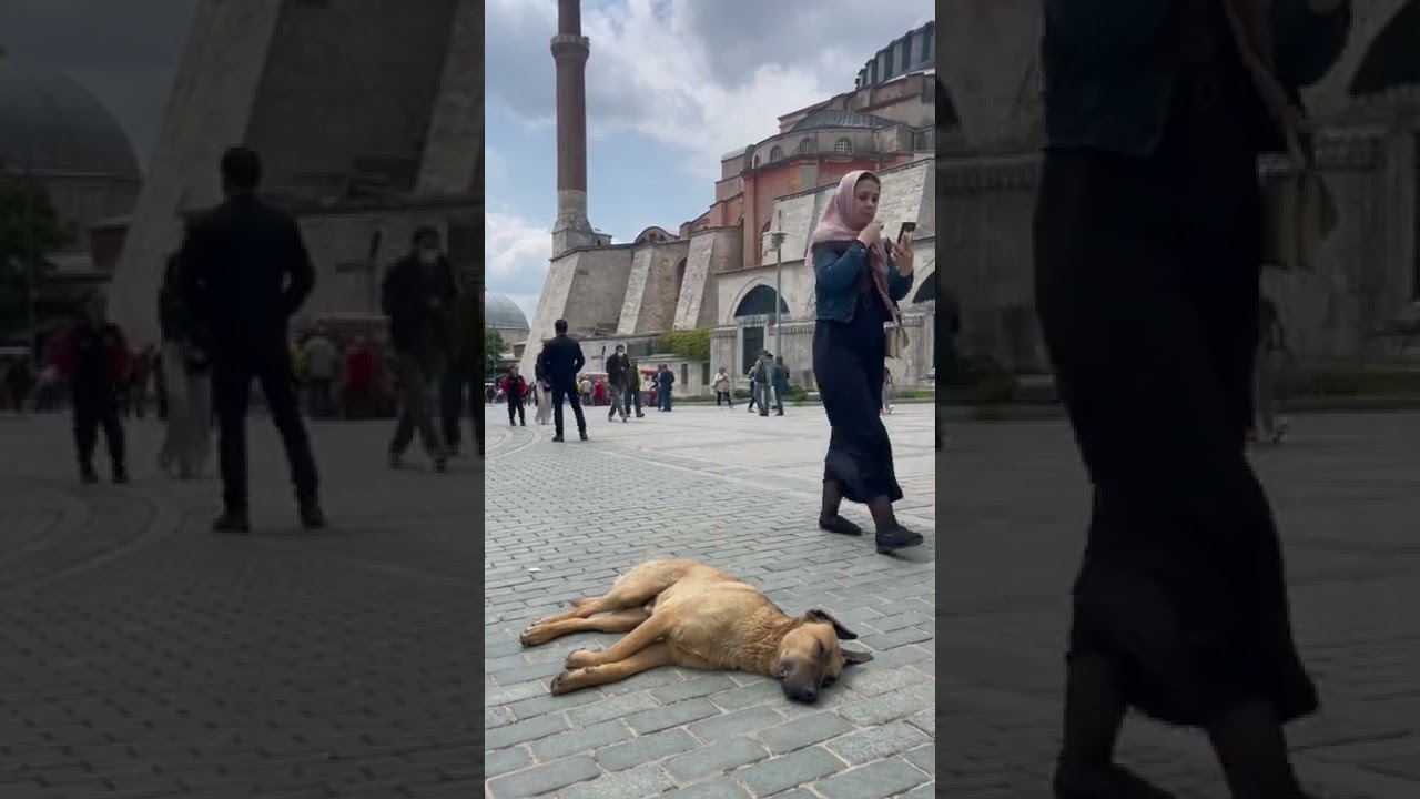 Street Dogs & Cats of Istanbul. God bless the Turks for their love of animals! 🐕 🐈 🐕