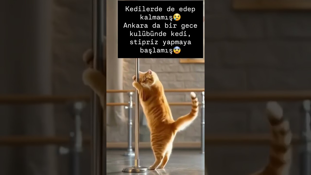 Striptizci kedi😃