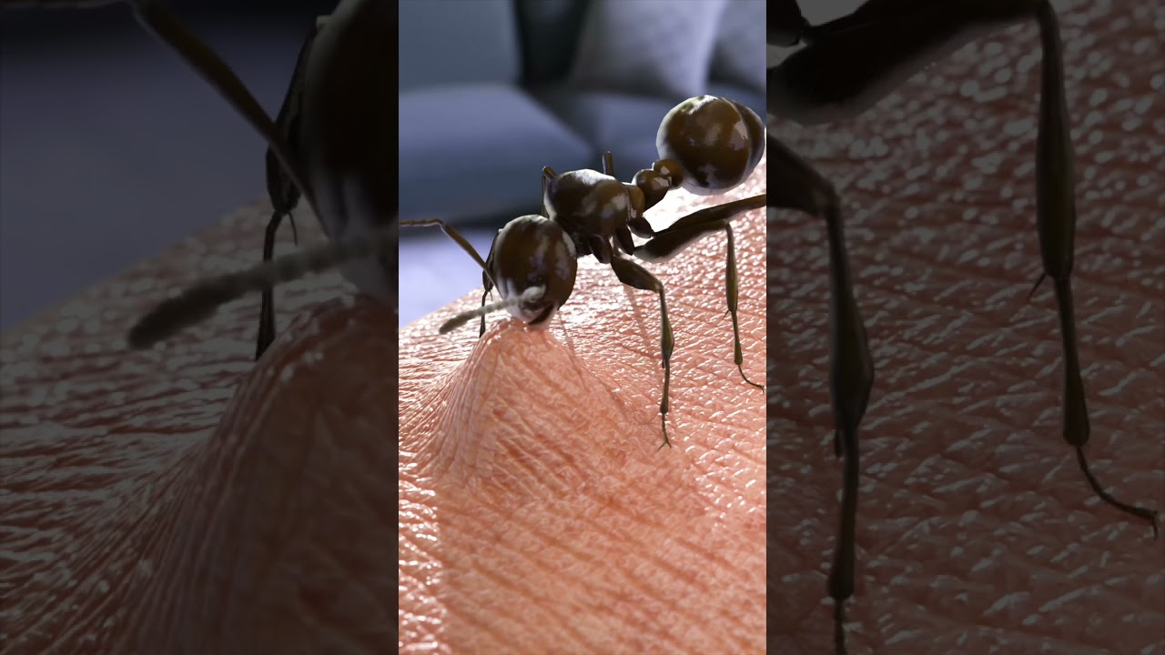 Stunning Way Ants Bite