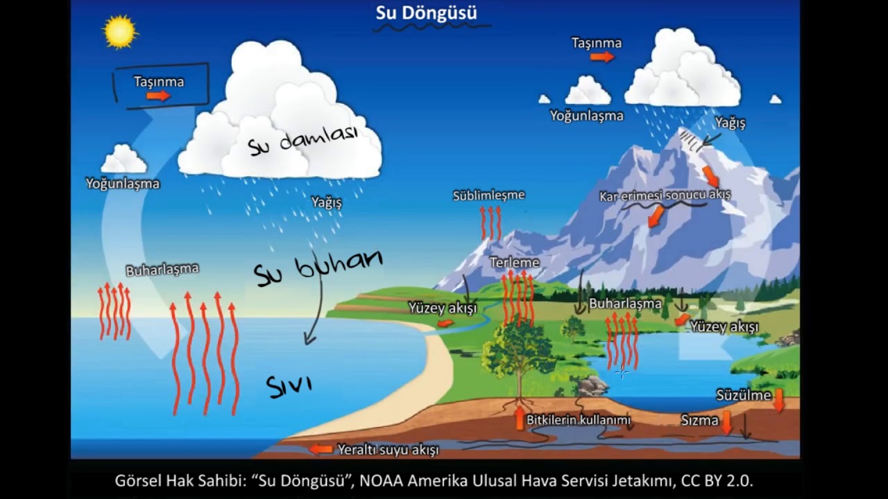 Su Döngüsü (Fen Bilimleri) (Biyoloji)