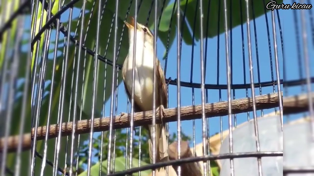 SUARA ASLI BURUNG KERAK BASI ALIS HITAM GACOR NGAMUK