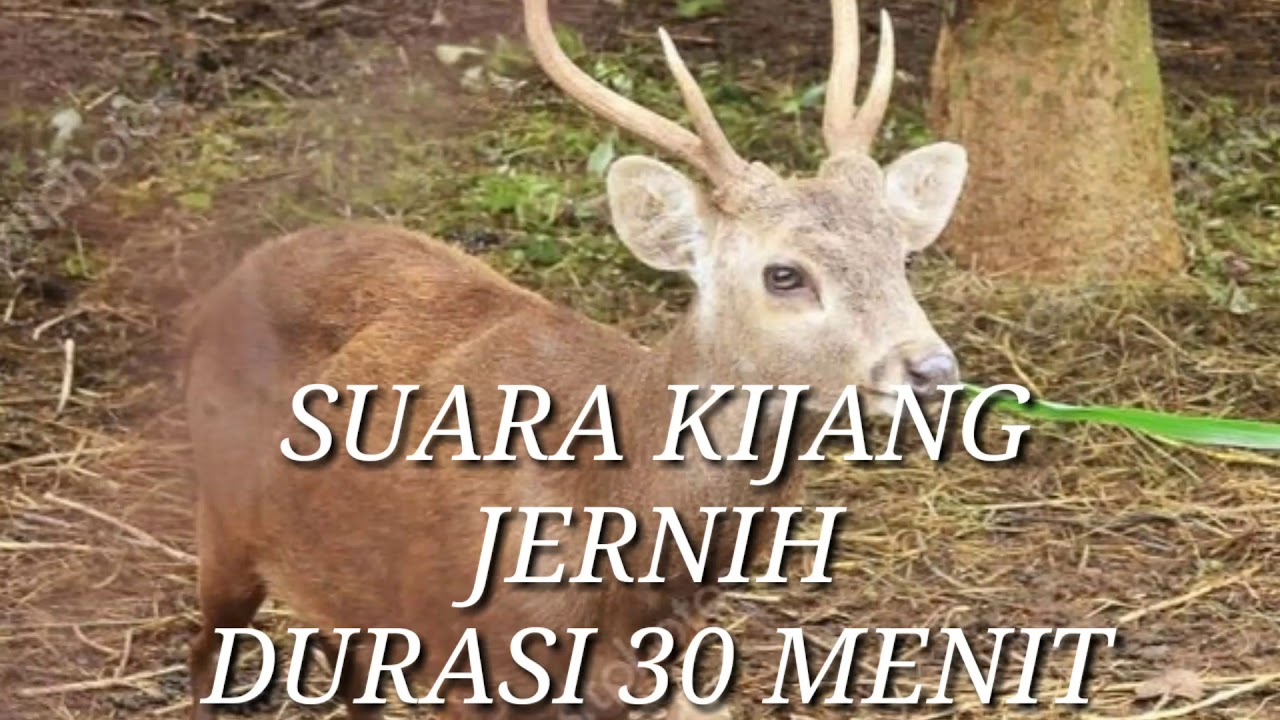 Suara Kijang jernih durasi 30 menit