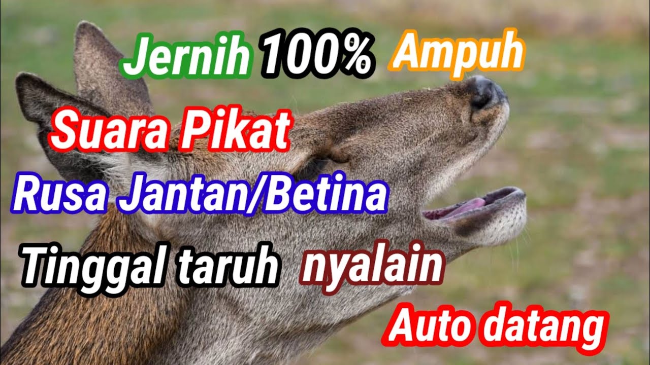 Suara pemikat rusa betina panggil jantan #Davidcz #suararusa