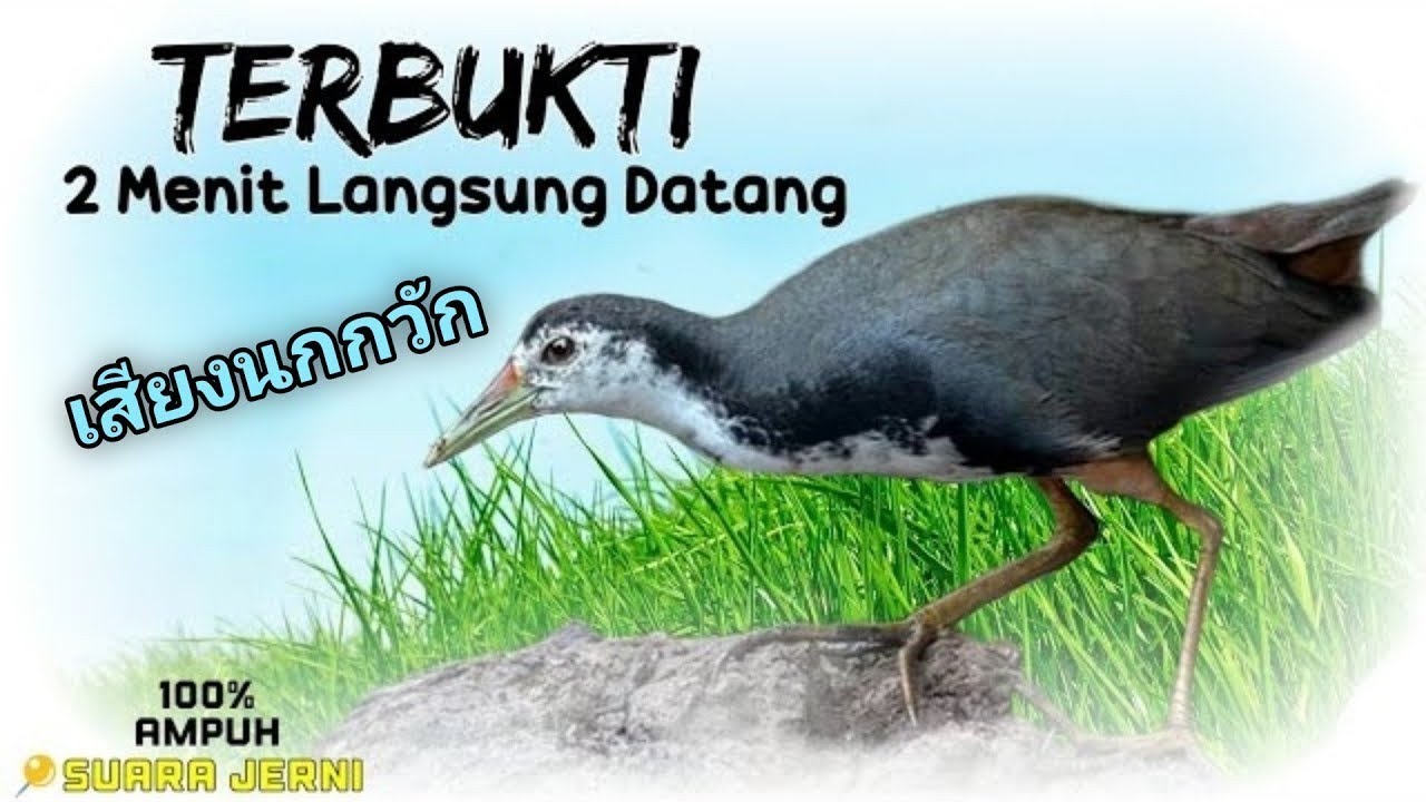 SUARA PIKAT RUAK RUAK PALING AMPUH