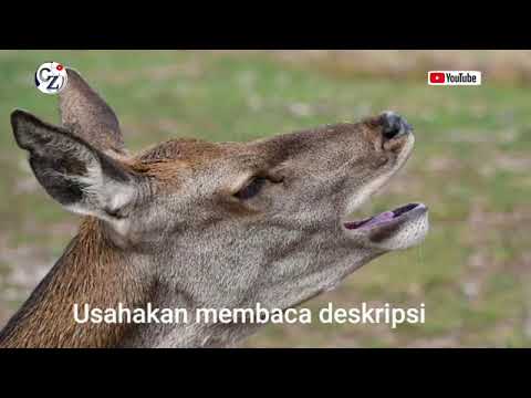 Suara pikat rusa ampuhh