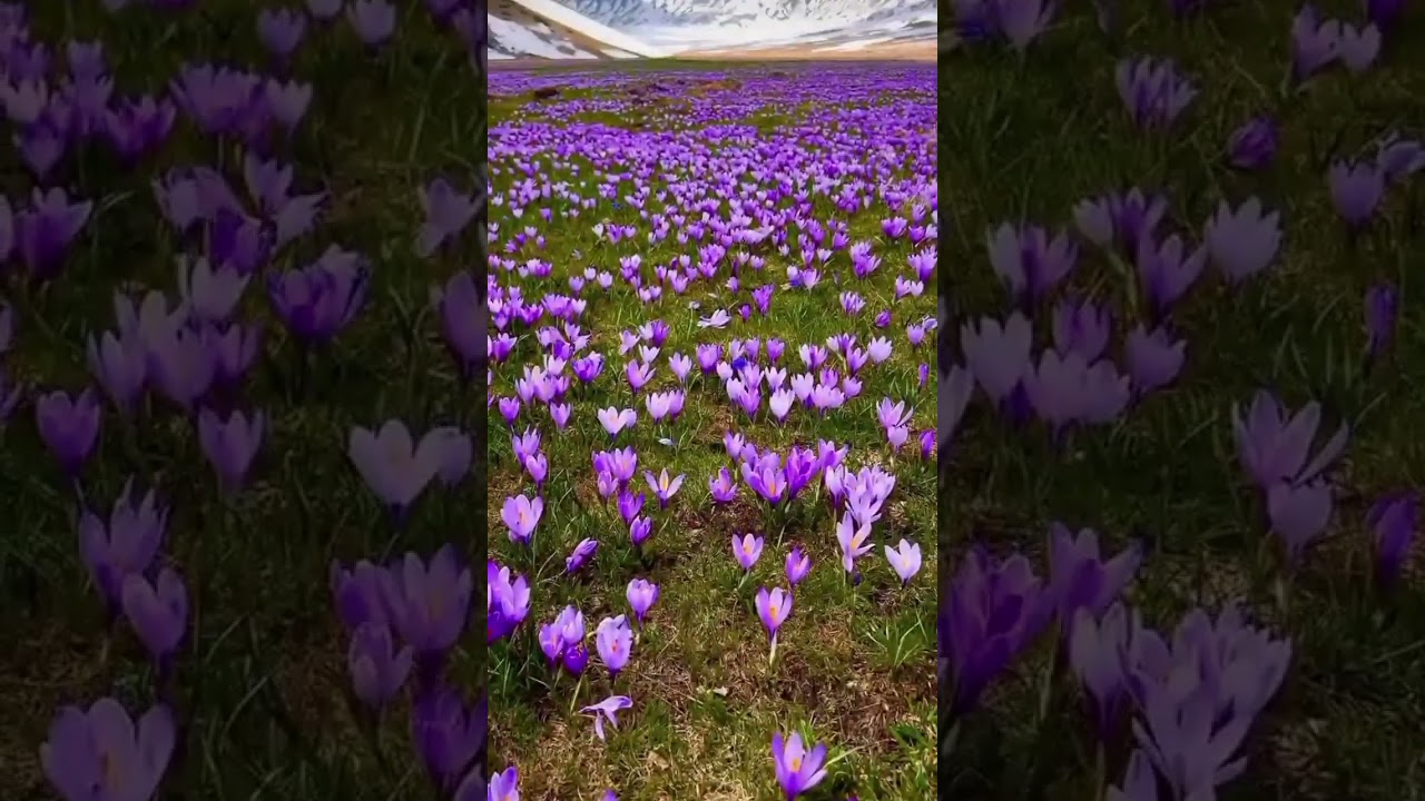 [subscribe]💖 #flowers #love #flowerparts