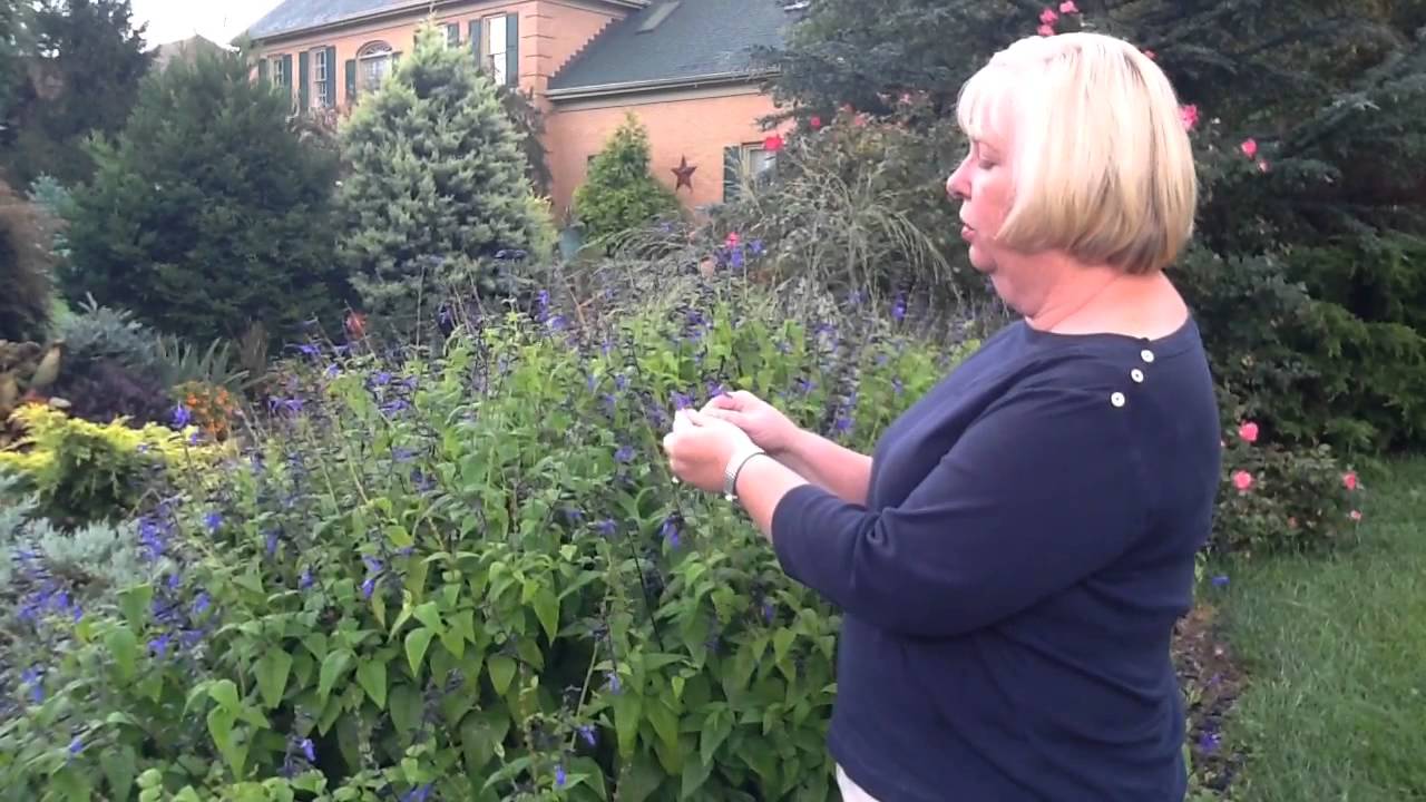 Sue Hamilton's Favorite Plants