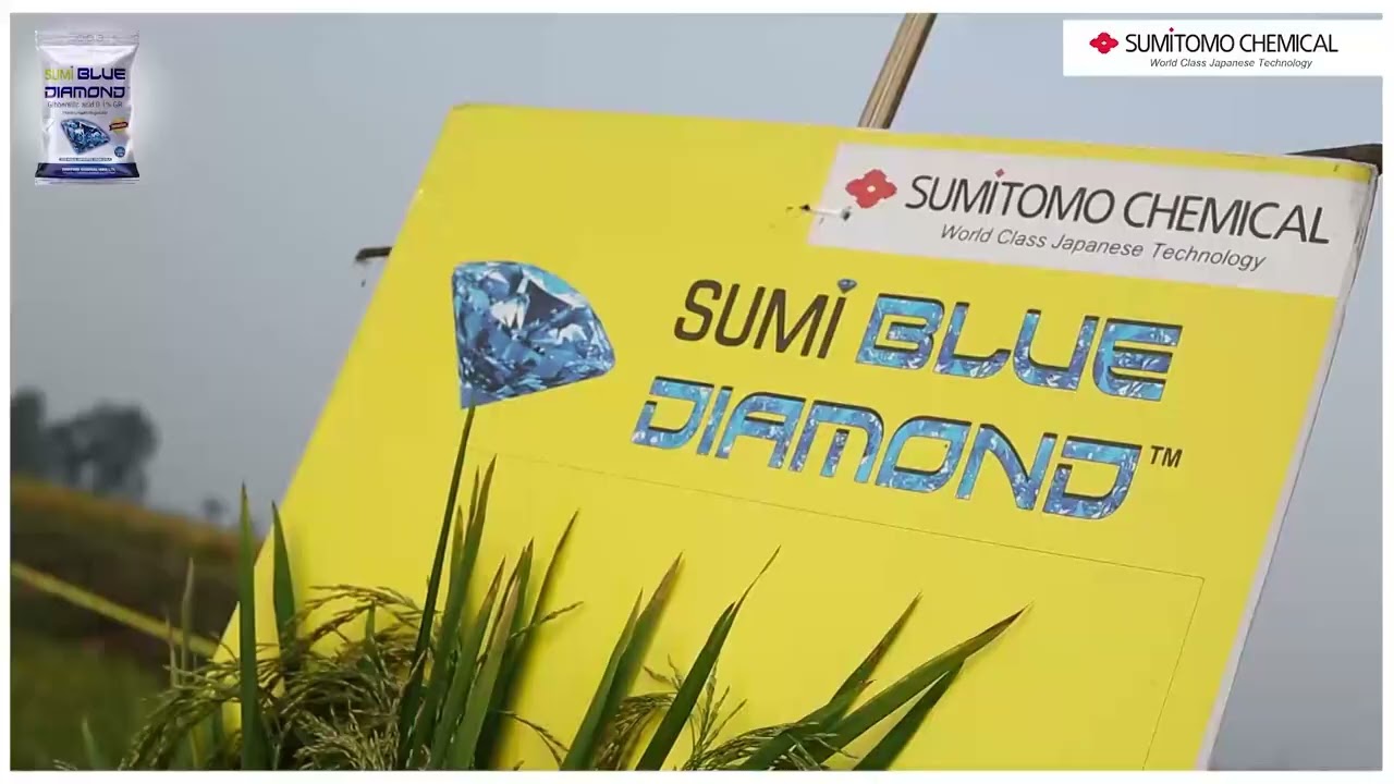 Sumi Blue Diamond - Farmer Testimonial in Kannada #biorationalsnext #scil #paddy