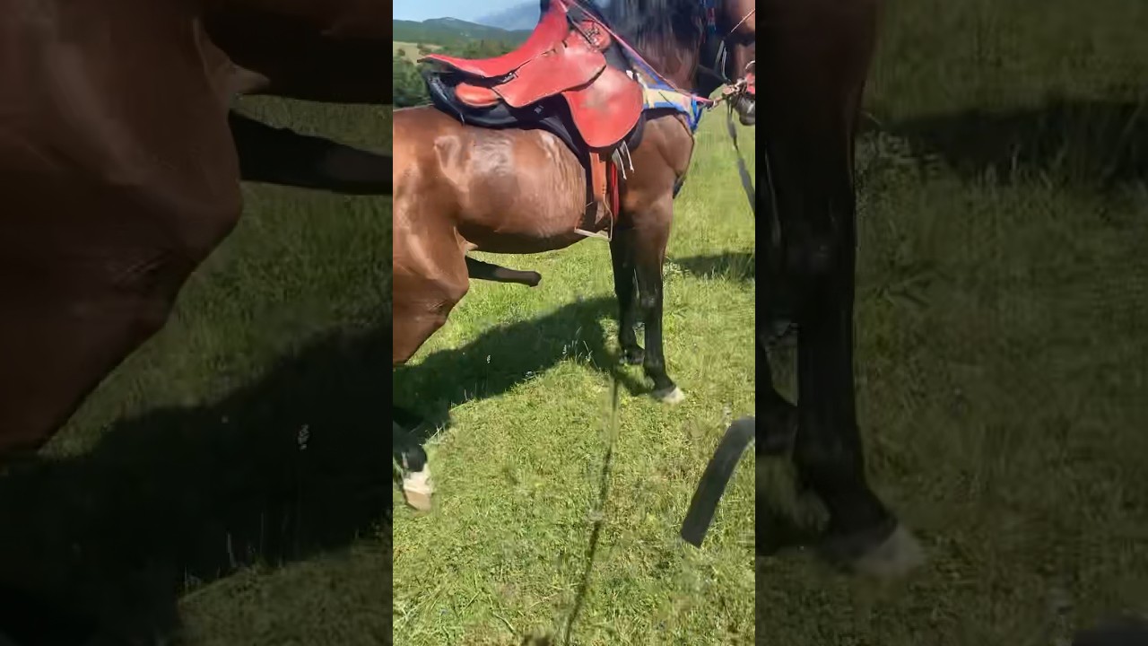@summani5260  yedek hesabım ❤️#At sesi hıtçın atlar#türkiyem #atlar #at #ccc #horse #atlivestream