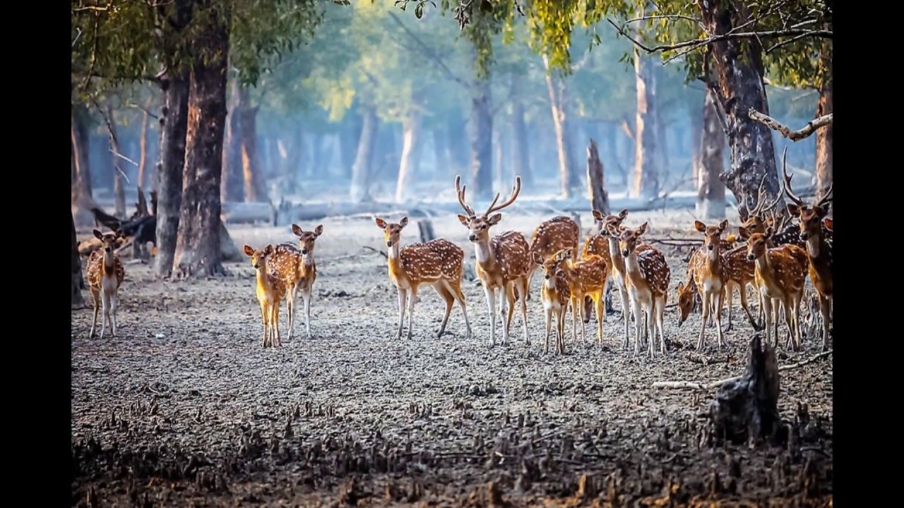 Sundarban |  Largest Mangrove Forest In the World | Bangladesh