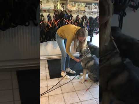 Sundpro: att mäta din hund för en dragsele