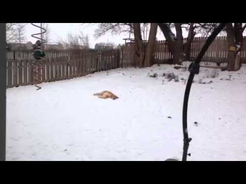 Sunnie Snow 2012