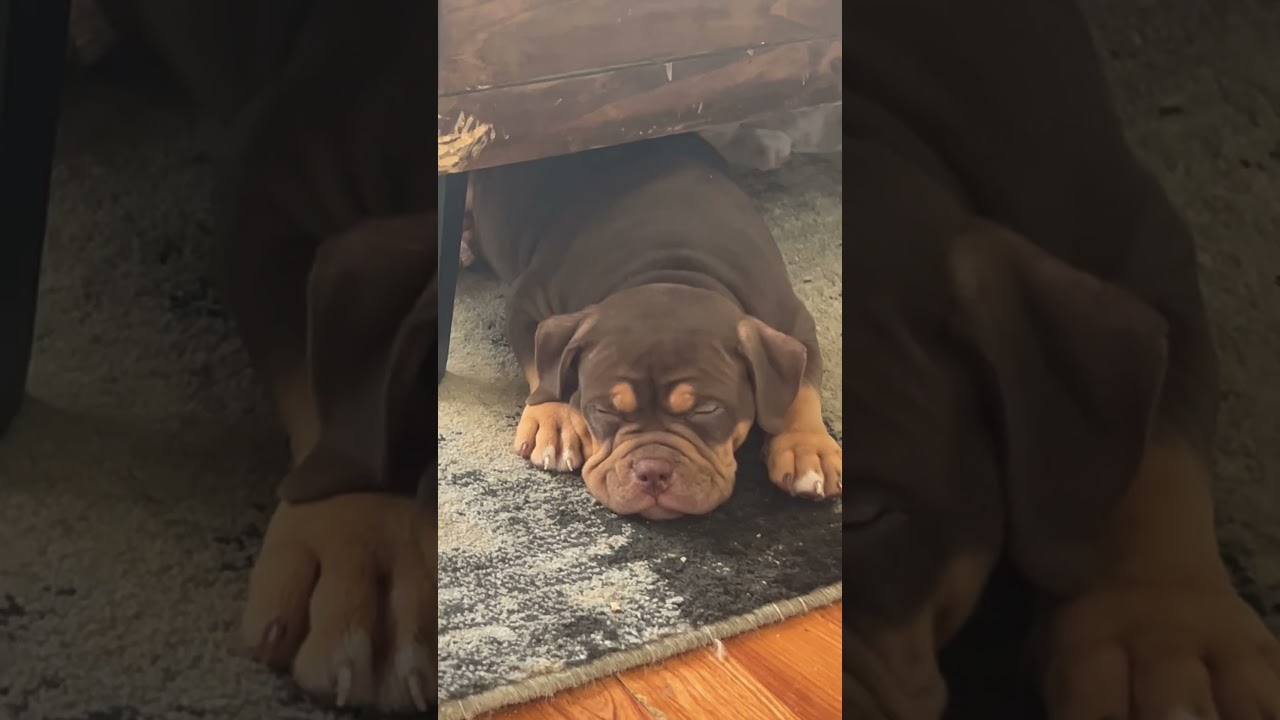 Super American Bully Tri-coco cute  face #americanbully #doglover #merle #bullybully #dogowner #usa