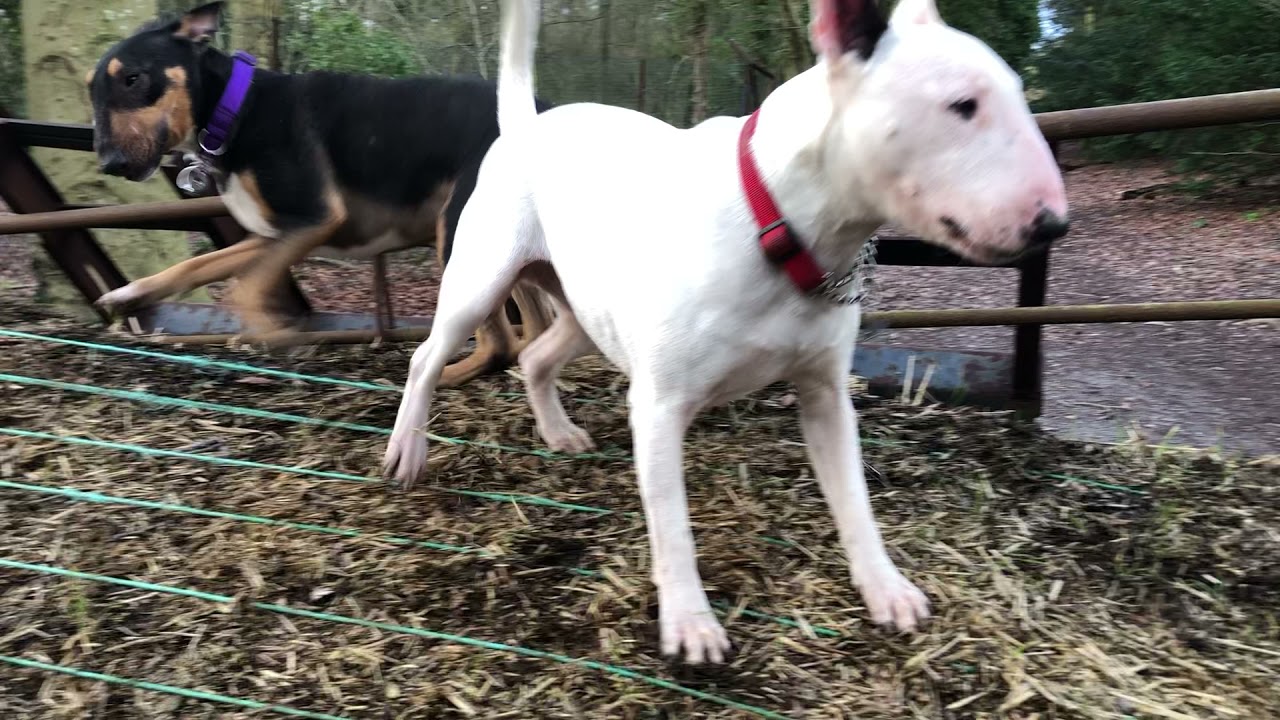 SUPER happy English bull terriers 😍🥰😍