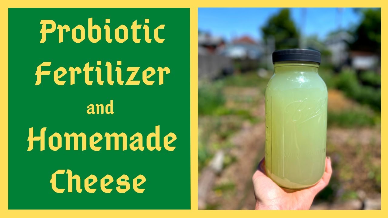 Supercharge Your Soil and Body With Lactic Acid Bacteria Serum- Homemade Probiotic Fertilizer - LABS