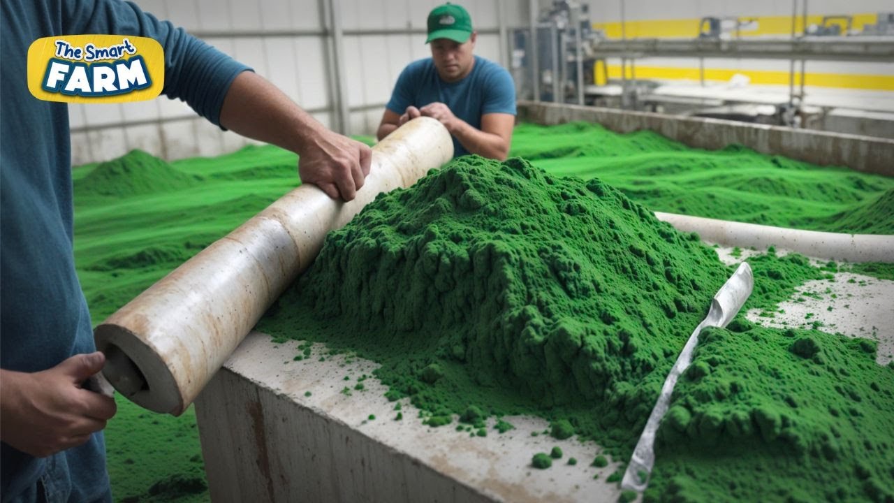 Superfood MEGA Factory: How Spirulina is Made