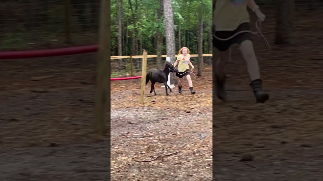 Superhorse! #mini #horse #jump