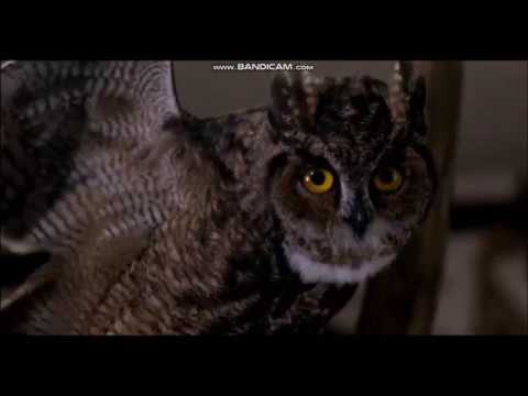 SUPERNATURAL    S9 E5   -  Sam & Dean posing as FBI at the taxidermist