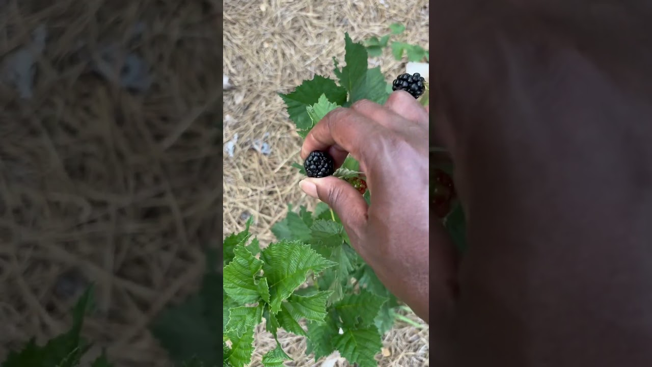 Surprise! Fresh Blackberries in Our Garden 🍇 #gardenchat