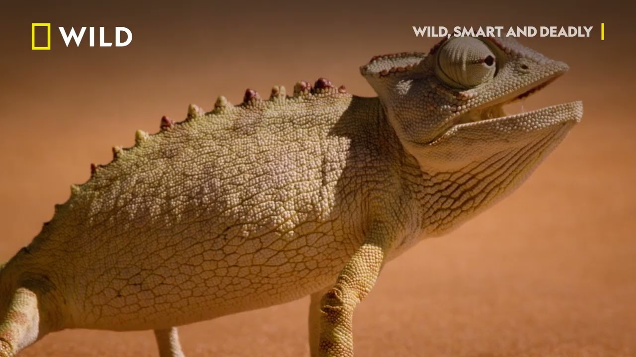 Survival | Wild, Smart and Deadly | National Geographic MENA