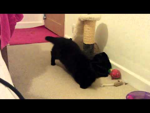 Suzi and the spider part 1