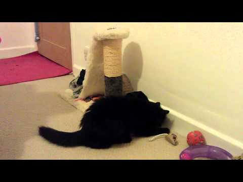Suzi and the spider part 2