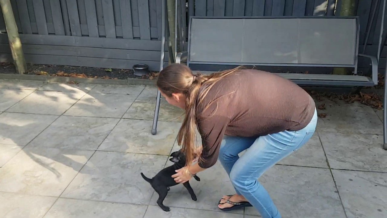 Sweetie and Spyker playing 2 months patterdale terrier By Spartan Law Estacado