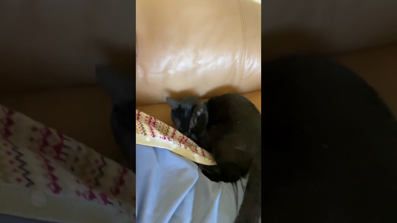 Sweetiekittie