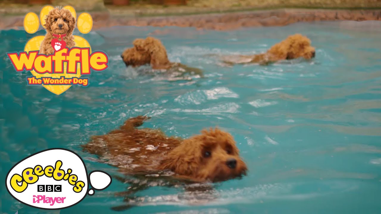 Swimming with Waffle the Wonder Dog | CBeebies