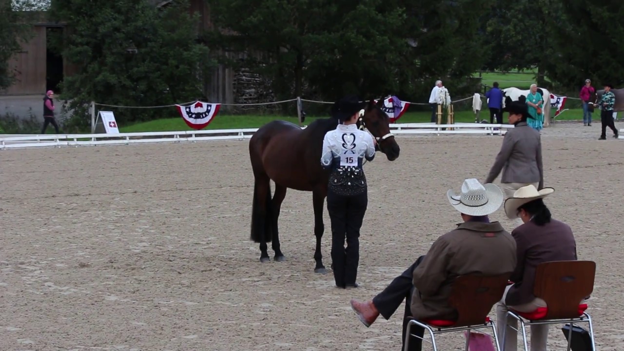 Swiss Championships 2017 Elite Showmanship at Halter