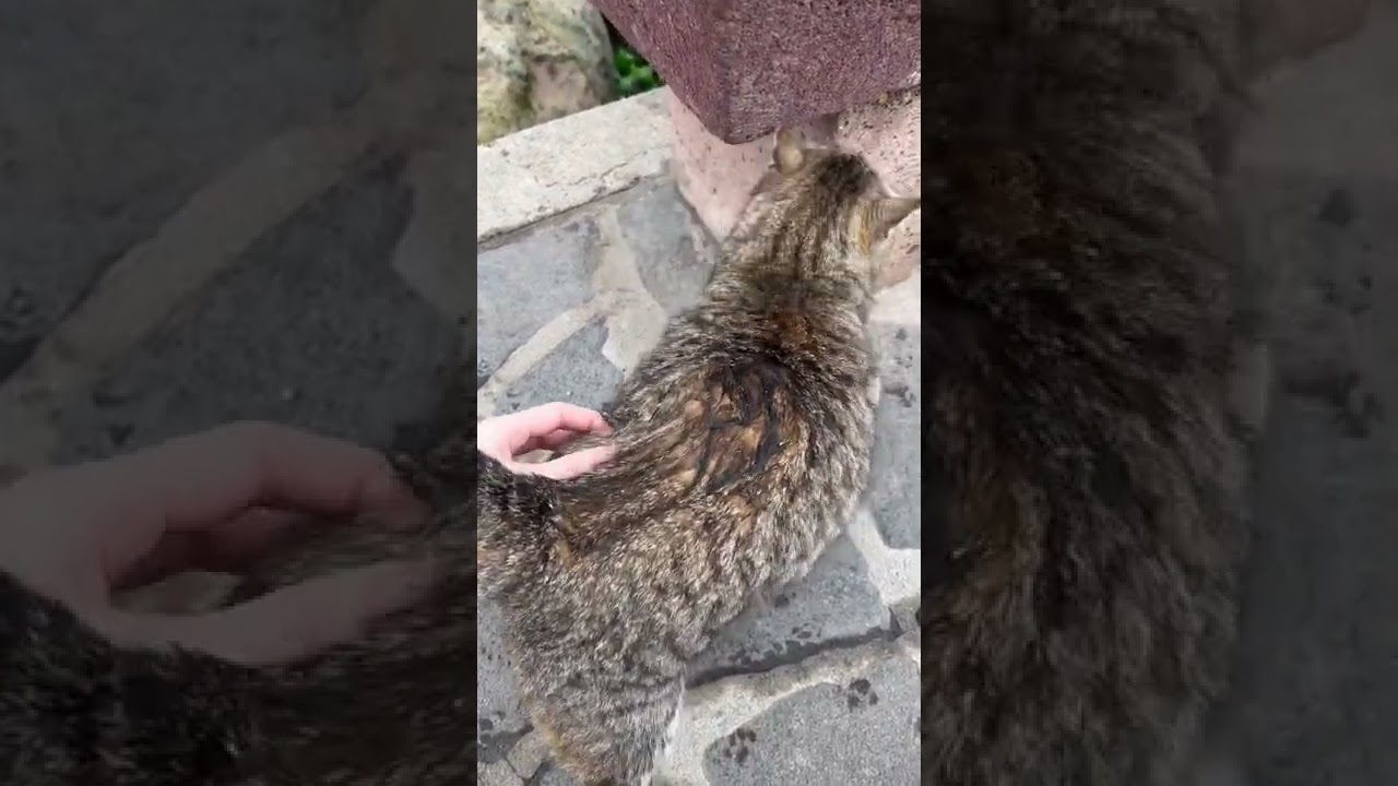 Tabby cat’s fur is all wet because of the rain