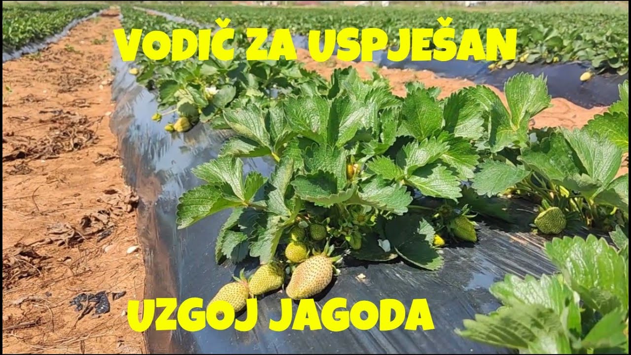 Tajne uspješnog uzgoja jagoda - savjeti za početnike