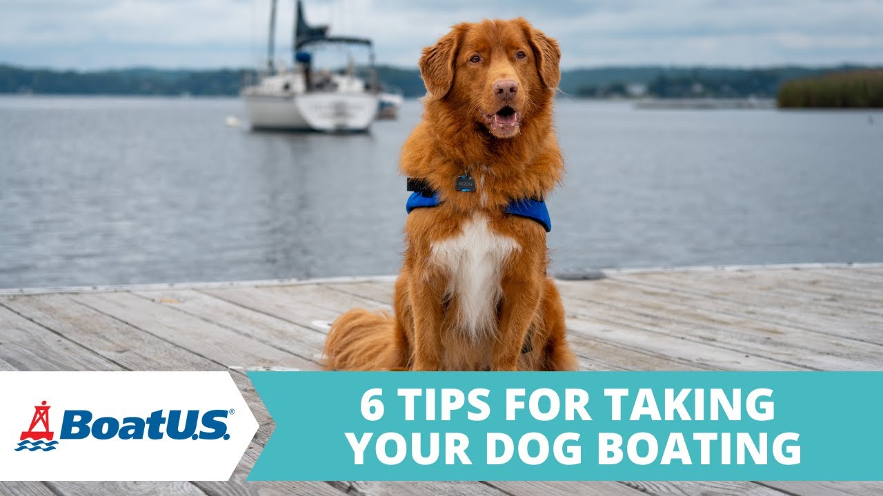 Take Your DOG Boating! 6 Tips for a SAFE & HAPPY Pup | BoatUS