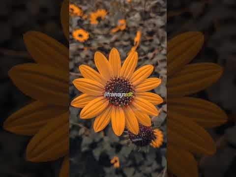 Taladro ft. Murat Göğebakan - Ay Yüzlüm ( Lyrics edit)