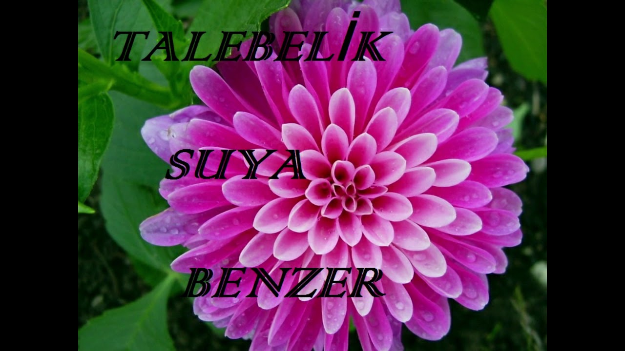 Talebelik Suya Benzer