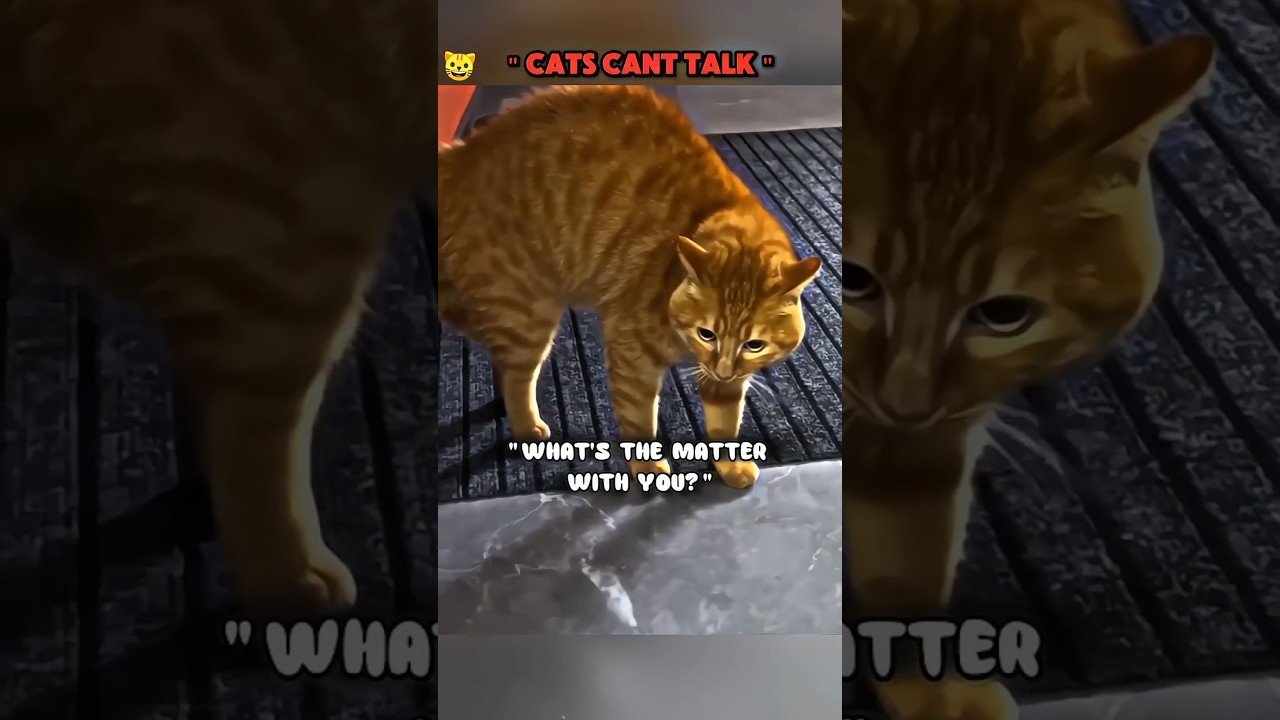 Talking Cats ❓😳 #talkingcat #funnycats #catconversations