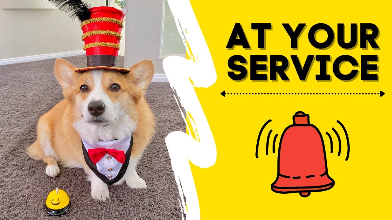 Talking Corgi stays HOME sick! #shorts