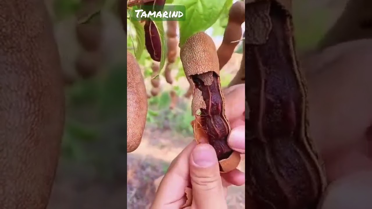 Tamarind tree Imli #tamarind #imli #nature #shorts #reels #life #leaf #short #trending #naturelovers