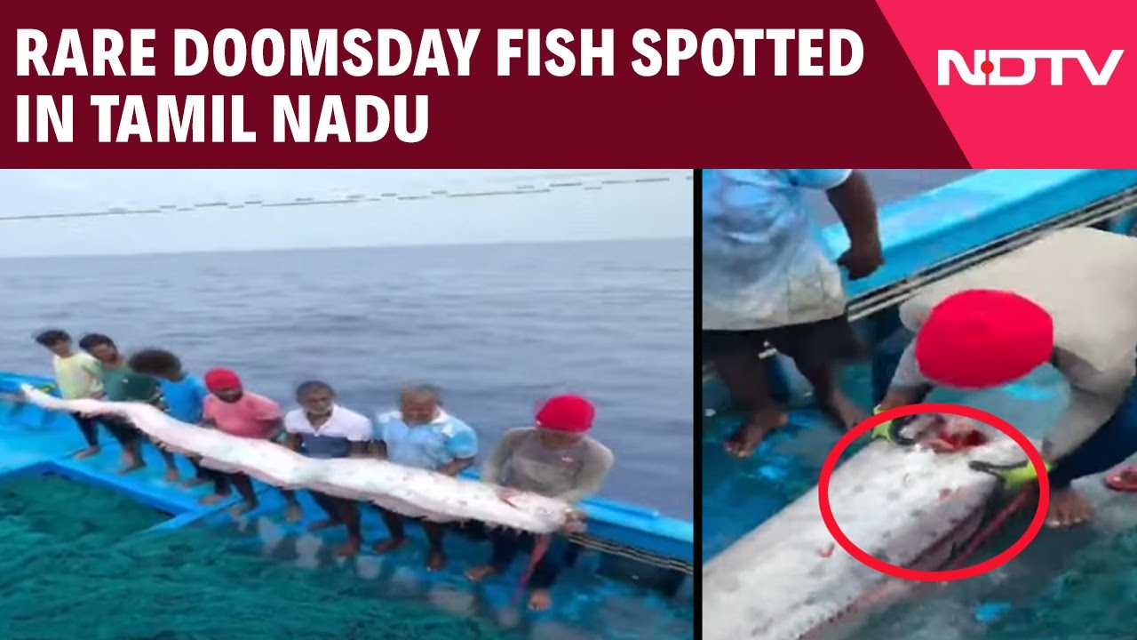 Tamil Nadu News | Rare Doomsday Fish, Believed To Be A Warning Sign Of Natural Disaster