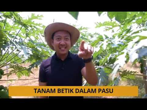 Tanam: Kenali buah betik & cara untuk menanam dengan betul