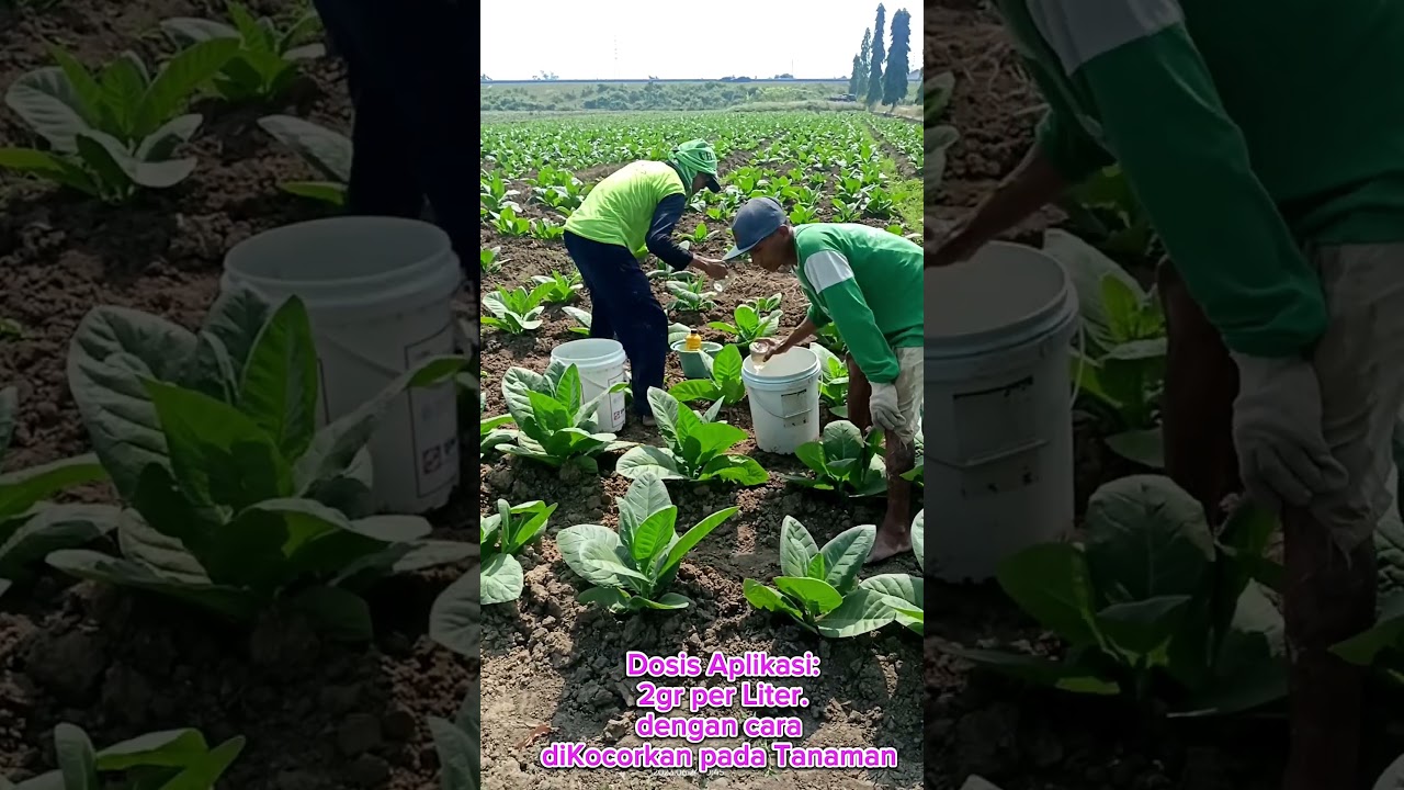 Tanaman Tembakau Anti Layu
