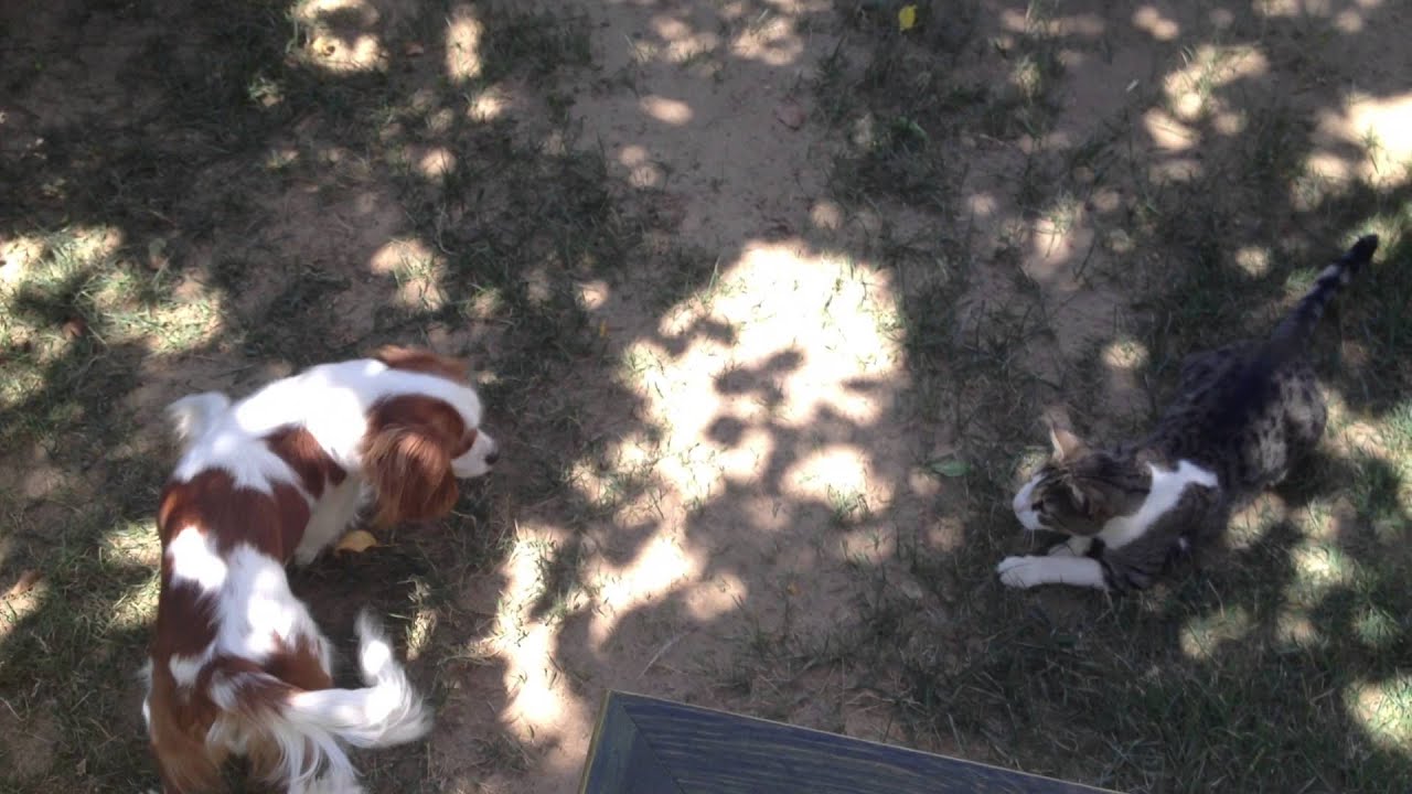Tango ve Aleyna