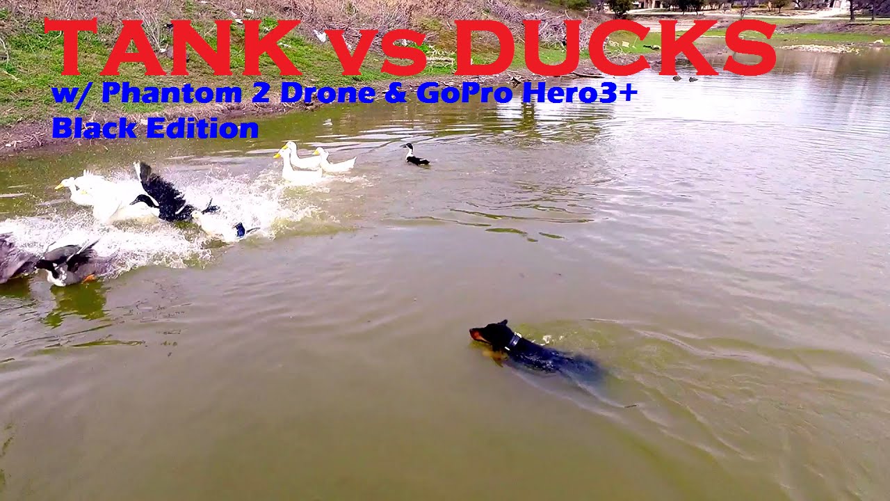 TANK vs DUCKS using Phantom 2 Drone and GoPro
