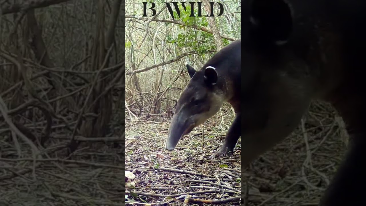 #tapir #danta #campeche #mexico #bwild