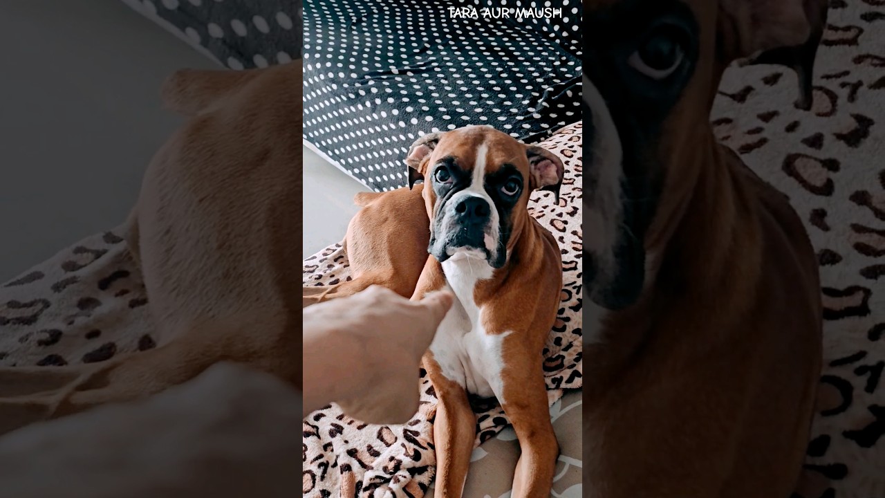 🤣Tara Babu❤️‍🔥 #shorts #funnyshorts #boxershorts #viral #boxerdog