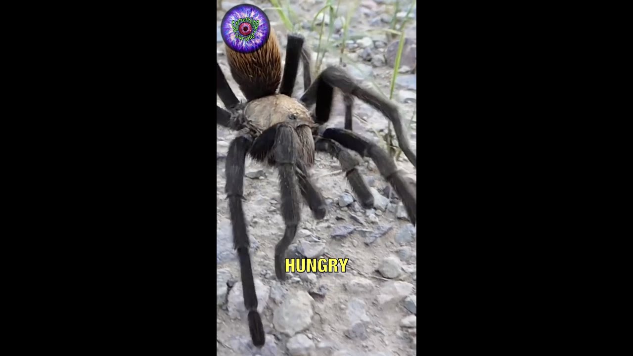 Tarantula Hawk VS Tarantula